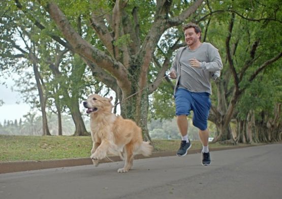 Campanha reforça benefícios da relação entre homens e cães